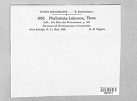 Phyllosticta labruscae image